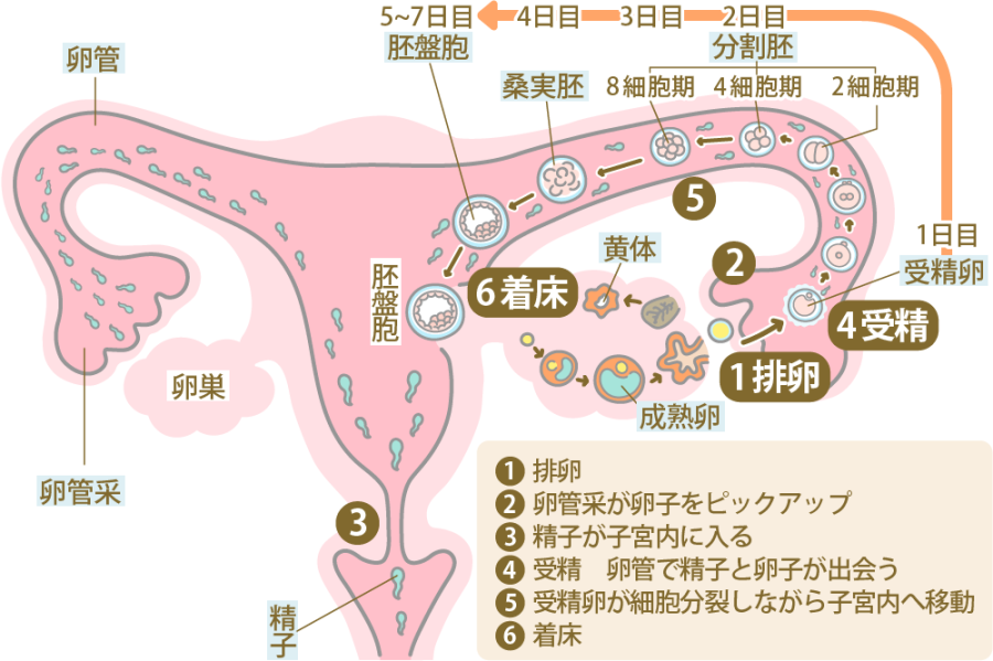 女性の憧れ「中イキ方法」！ 経験者はどれくらい？ 深い快感を得るためにしたいこと | Oggi.jp