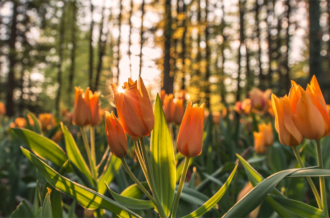 無料で上質なフリーイラスト素材サイト23選！商用利用OK 2025年版- kisa illustration & design