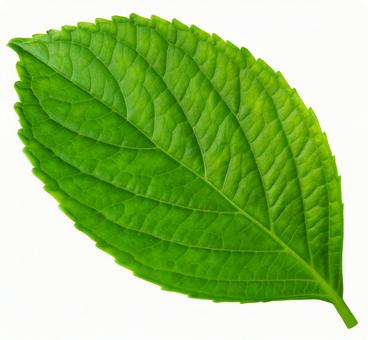 新緑の木の葉っぱ壁紙画像シンプル背景素材イラスト透過png：イラスト無料