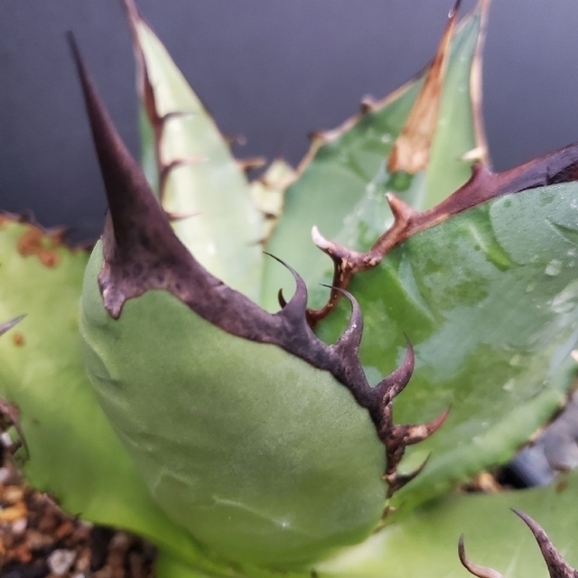 CATEGORY アガベ チタノタ スペード 黒桃RAFLUMラフラム東京、大