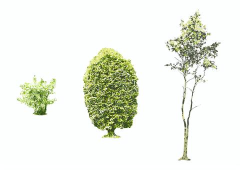 建築パース用樹木素材セット の Stock イラストAdobe Stock