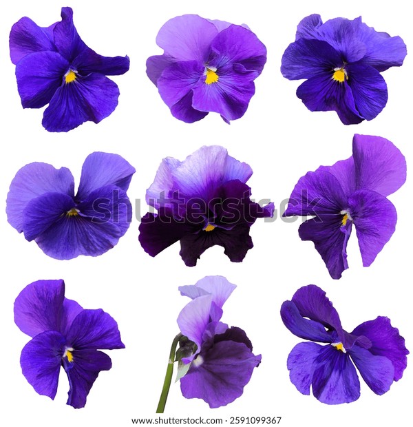 紫枠 - バックグラウンドフリー素材 - フルHDサイズ：1,920×1,080ピクセル