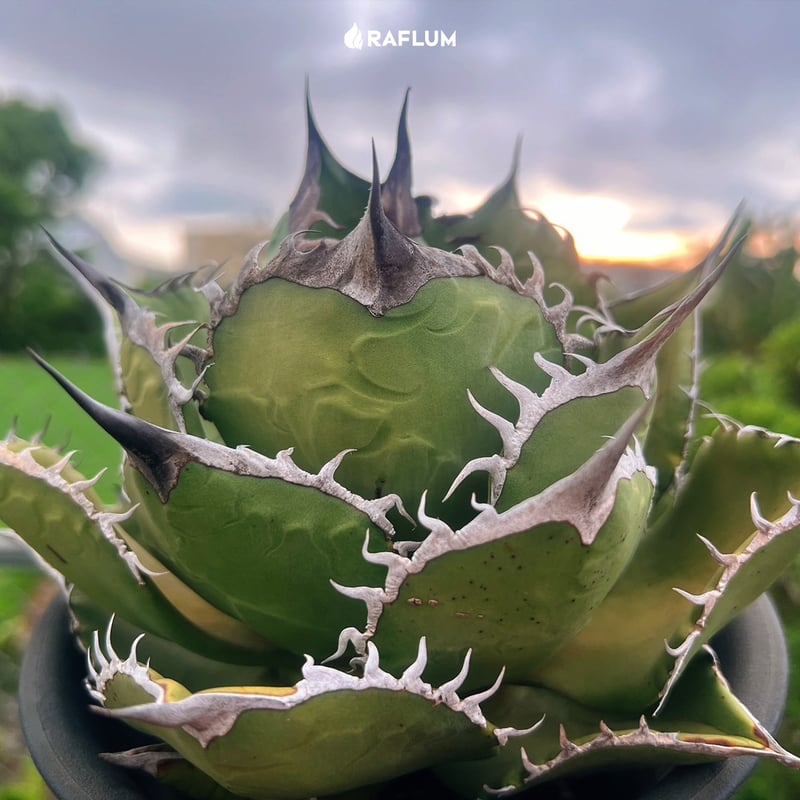 アガベ チタノタ 黒桃 スペード子株