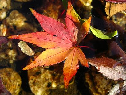 Momiji – 椛 – もみじ – 紅葉 en Una japonesa en Japón - ある帰国子女のブログ
