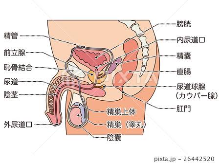 エネマグラの使い方講座！前立腺ドライオーガズムでイクための全て