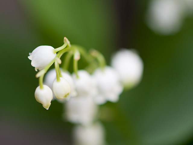 白いスズランイラスト素材透過、PNGフリー画像ダウンロード - Pngtree