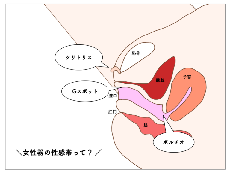 Gスポットはどこにある？ない人もいる？ 見つけ方・開発方法を紹介 | 医師監修