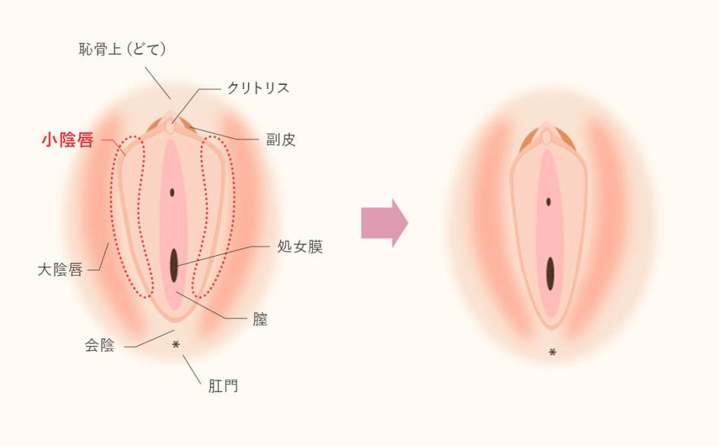 図入りで分かりやすく説明。女性器の名称と役割