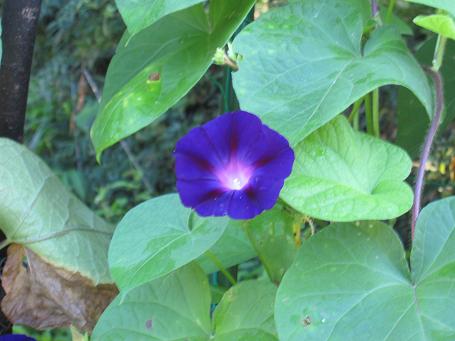 崑崙翡翠 こんろんひすいST 30mm勾玉 8.7g81010 天然石 榎本通商 通販 19372422Creema クリーマ