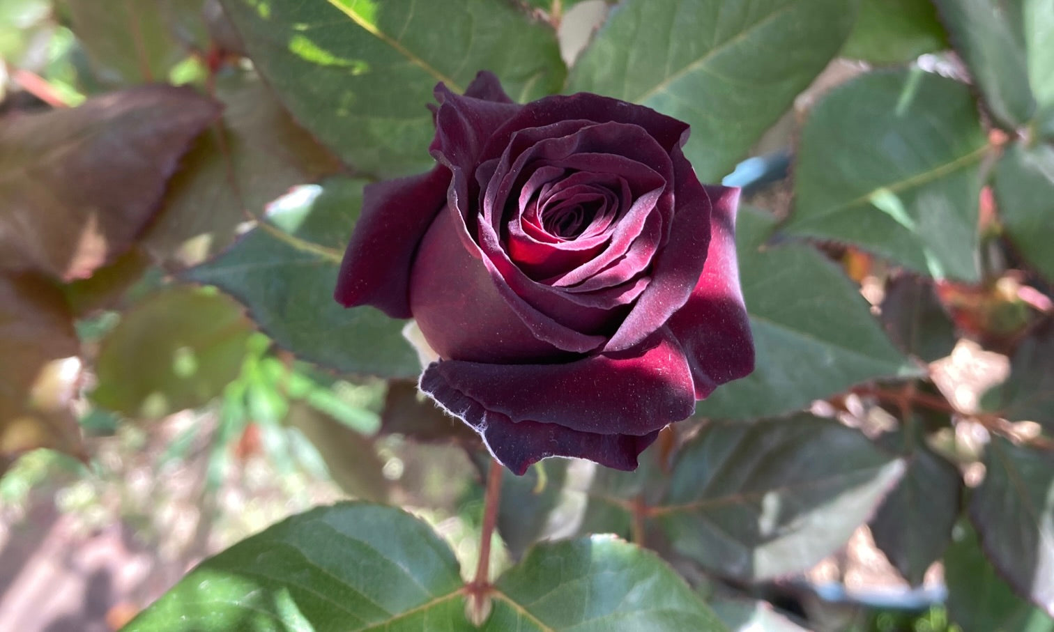 プルメリア インドソケイ 印度素馨 の花言葉 11月16日の誕生花 フリーアイコン配布＊momochyのおうちイラストレーターももちーのWebサイト