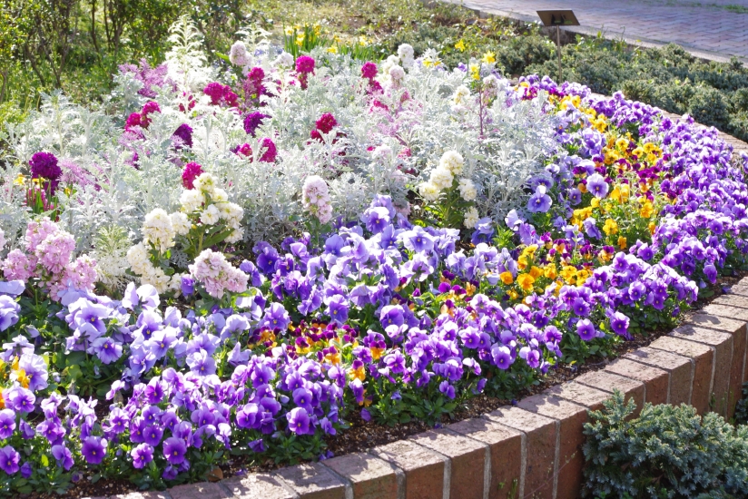花壇 パンジーとビオラのおしゃれなインテリアコーディネート・レイアウトの実例RoomClip ルームクリップ