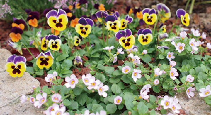 冬のお庭をカラフルに彩るパンジーとビオラをご紹介！育て方や違いについてアイディアいっぱいお庭ブログ