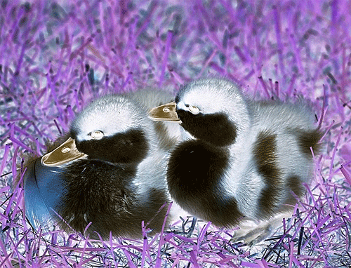 Premiere Pro 色を反転させる方法について