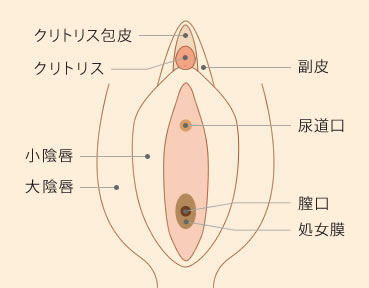 クリトリスは快感を得るための臓器であることを知っていましたか？