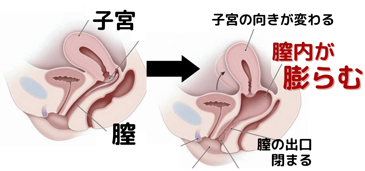 男性の体Q&A①〜㊿まとめ】包茎、ペニスの形の個人差、精子や射精にまつわること…“素朴な疑問や不安に全回答！ | yoi（ヨイ）