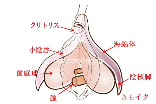 女の子向け】女性の気持ちいいオナニーのやり方♡中イキのコツも伝授 | オトナのハウコレ