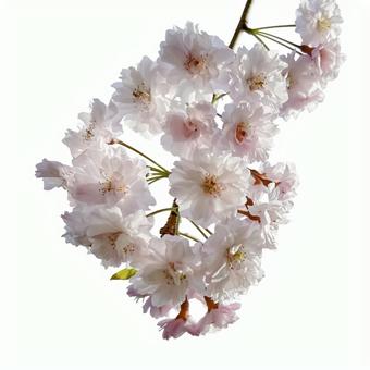 透明な背景に植物の葉を持つ木の枝イラスト素材透過、PNGフリー画像ダウンロード - Pngtree