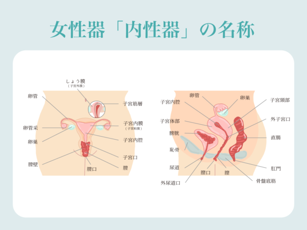 副皮 クリトリス包茎 | 美容外科はベリンダクリニック【新宿院・岡山院】