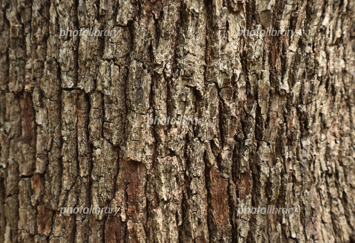 103ページ目木目の写真素材写真素材なら「写真AC」無料 フリー ダウンロードOK