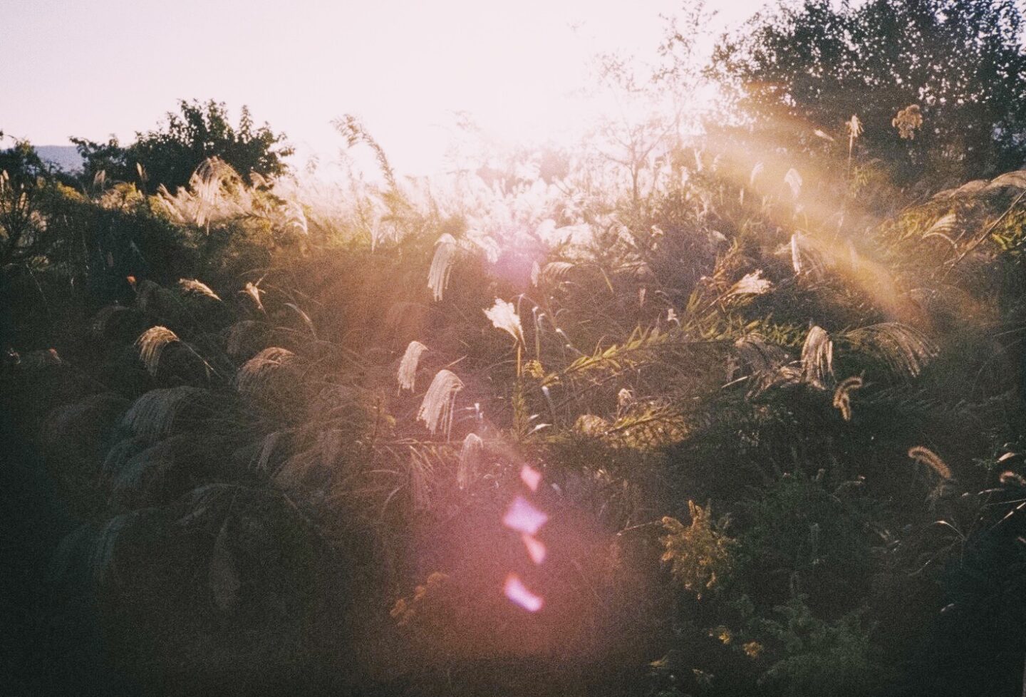 芝生 テクスチャイラスト無料イラスト・フリー素材なら「イラストAC」