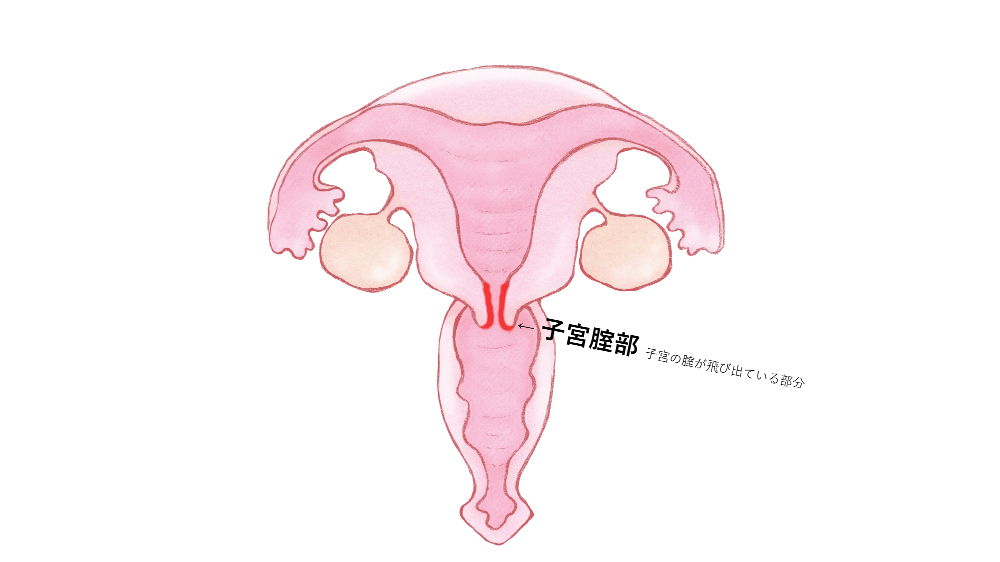 外イキ」「中イキ」「奥イキ」の違いとは - 夜の保健室