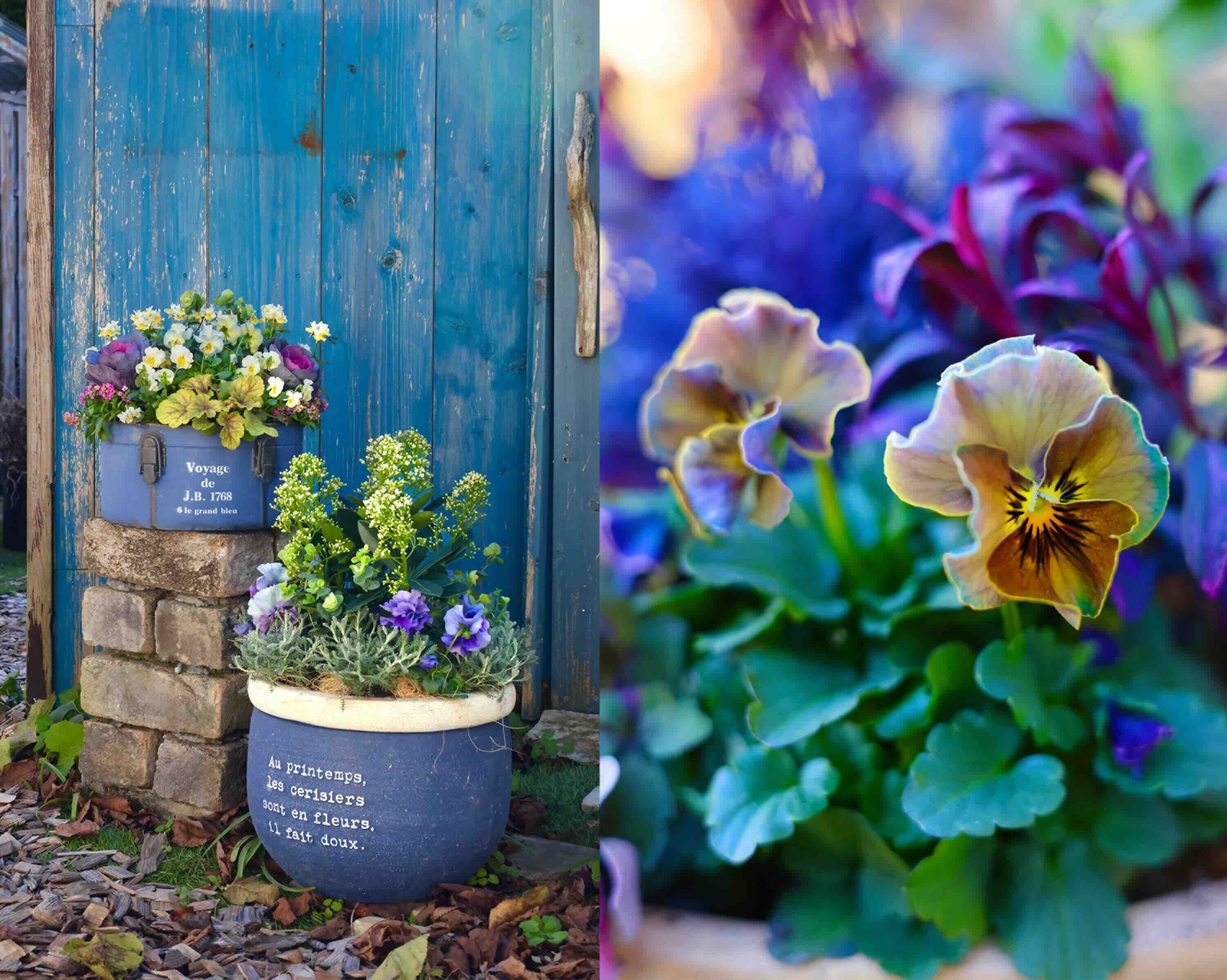 パンジー・ビオラの色合わせ～花との暮らしにちょっといいものアイリスプラザ_メディア