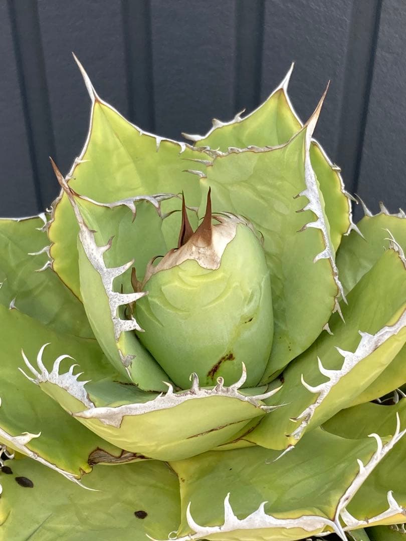 アガベ チタノタ 黒桃 スペード 胴切り群生 子株 多肉植物 コーデックス