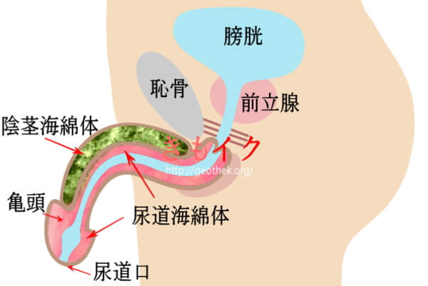 パートナーの性感帯はどこ？ 男女ともに感じる部位は…♡【男女1000人調査】 | Oggi.jp