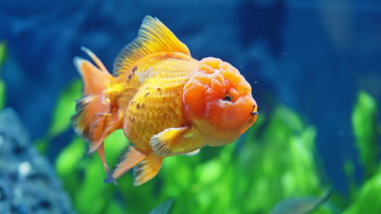 3,956 金魚 Stock Videos, Footage, & 4K Video Clips - Getty Images風鈴, 夏, 花火