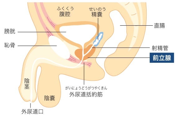 モテクール男子×陽キャ男子 首筋の性感帯を開発されちゃった！？『クラスメイトに開発されました！』がマンガアプリPalcyにて連載開始！ |  株式会社講談社のプレスリリース