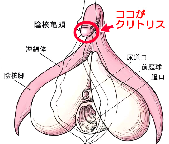 かわいい顔した保育士の大きいクリは必見。顔とおまんこで白濁精子を受け止めてもらいました。