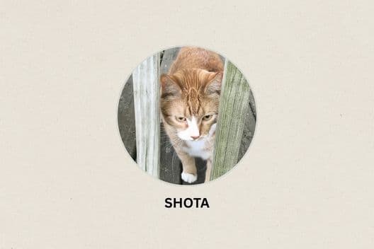 LINEのおしゃれアイコンおすすめ５選！トプ画作成方法も紹介 2025年最新