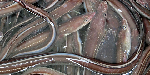 ペットボトル釣法日淡会