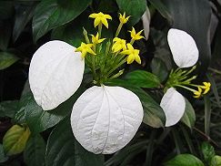 ツバキ 椿 ・「崑崙黒 こんろんこく 」 - peaの植物図鑑