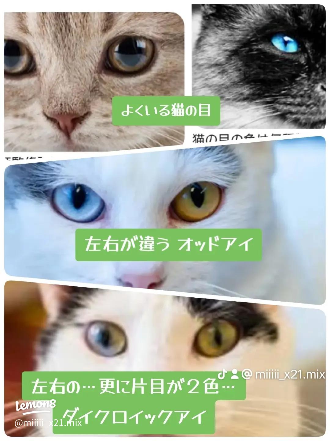 ダイクロイックアイ 夜和 - Illustrations ART street