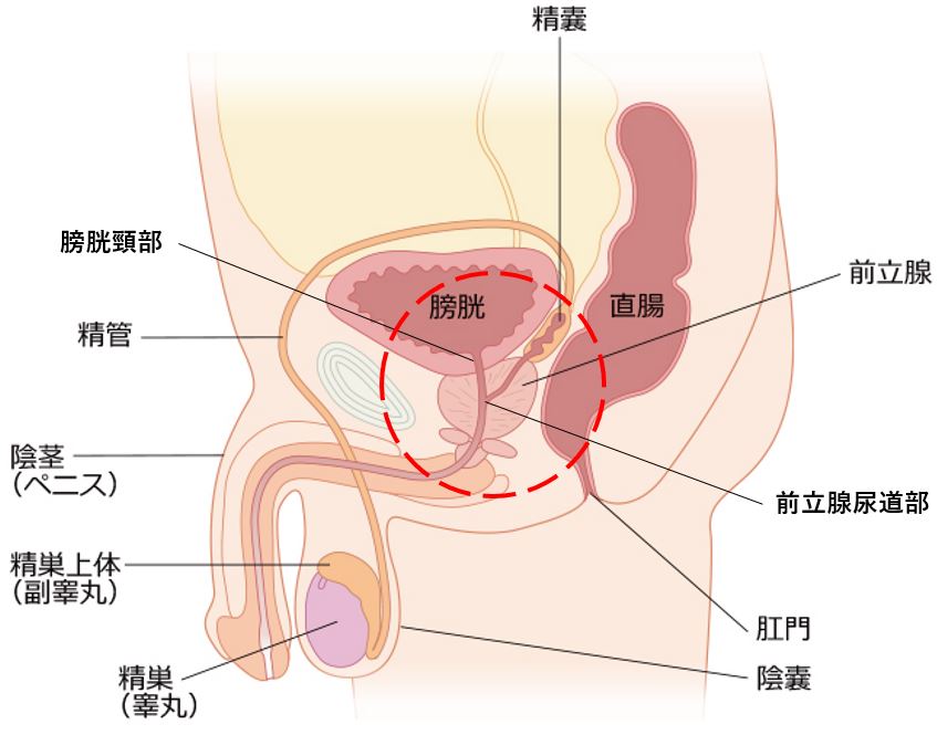 女性の潮吹きのやり方やコツって？一人での練習方法と絶頂できるテクニックをご紹介 | Ray(レイ)