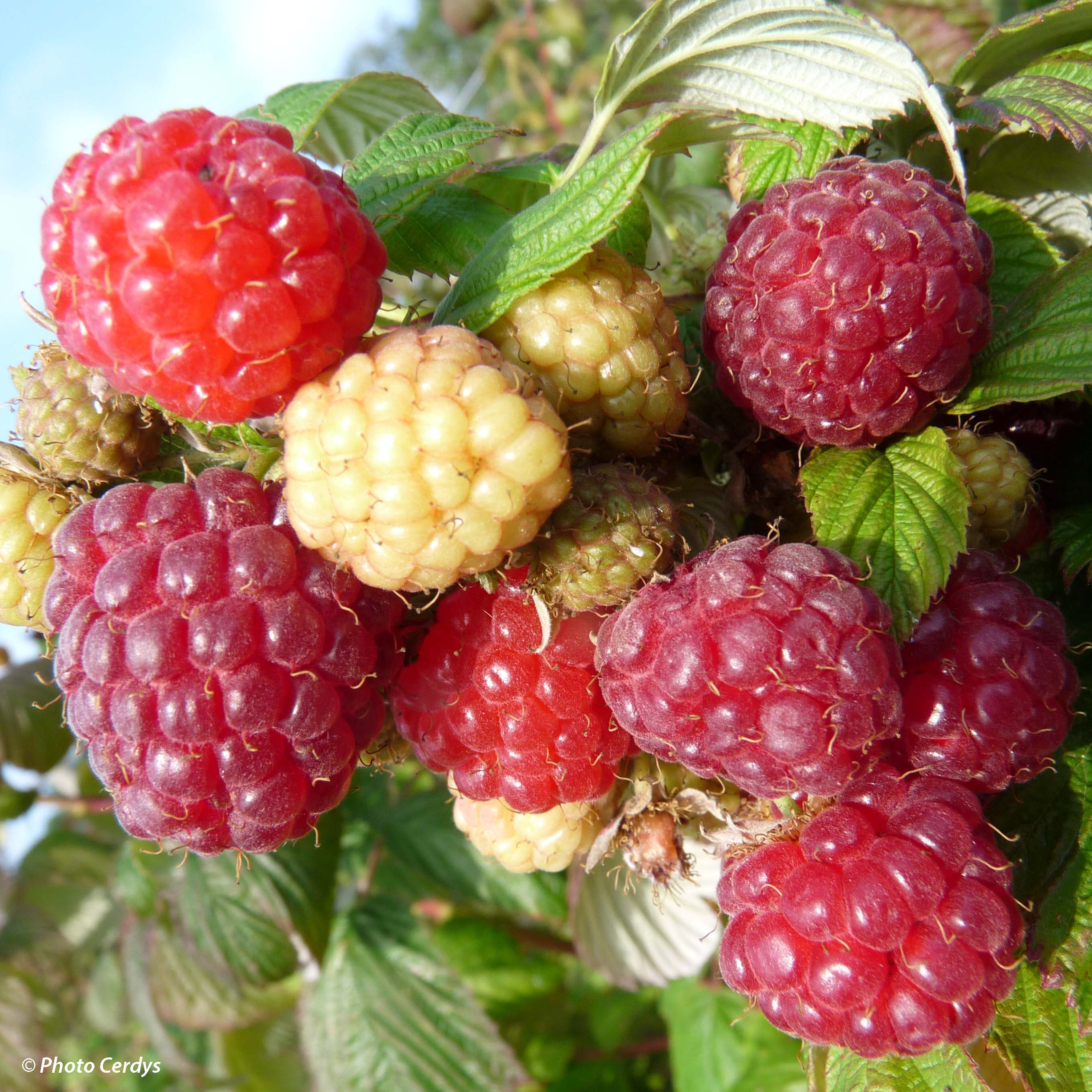 Himbeere Aroma Queen günstig online