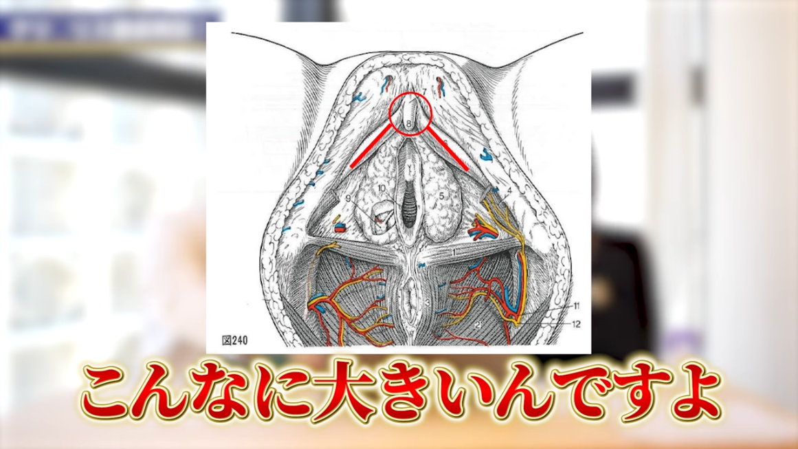 クリトリスとは？機能や役割、語源をわかりやすくまとめました | 腟ペディア（チツペディア）