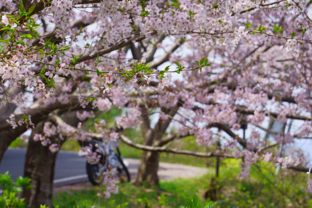 熊本市南区の美容室Cherry Pink(ﾁｪﾘｰﾋﾟﾝｸ) –