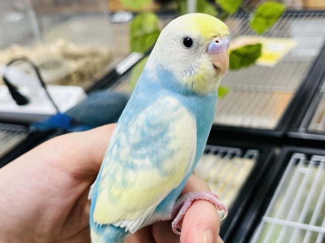 黄色インテリア徹底解説 プロがおしゃれに仕上げる方法をコーディネート実例を使って解説しますHello Interior NOTEノート