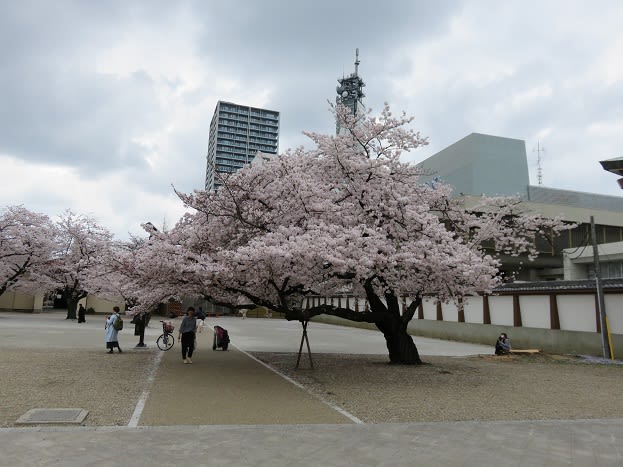 東別院へお花見に行きました｜ハイムガーデン 熱田(名古屋市熱田区)｜LIFULL 介護(ライフル介護)