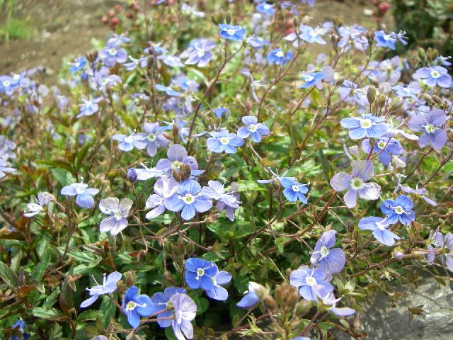 ベロニカの花言葉は？4つご紹介します！ | FLOWER｜お花・グリーン販売中！かわいいが届くお花便