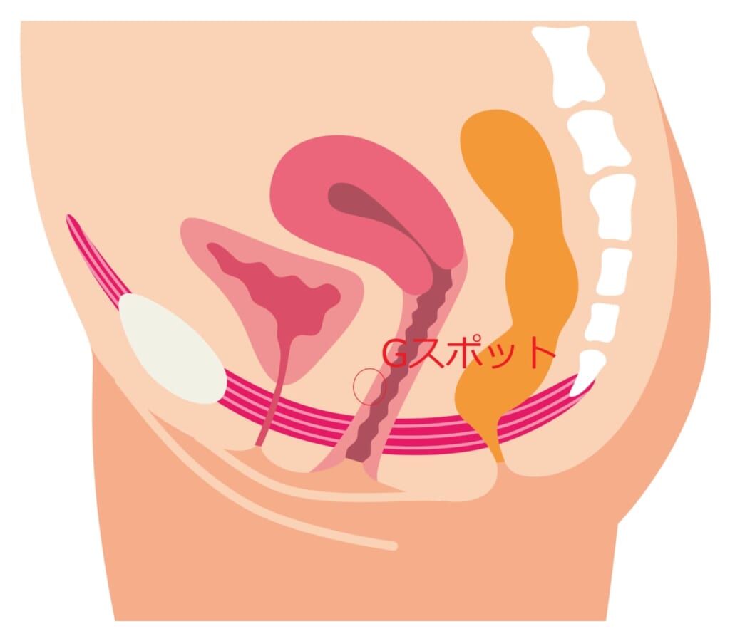 Gスポットがない」「どこにあるのか場所がわからない」感じる位置の探し方 | 【きもイク】気持ちよくイクカラダ
