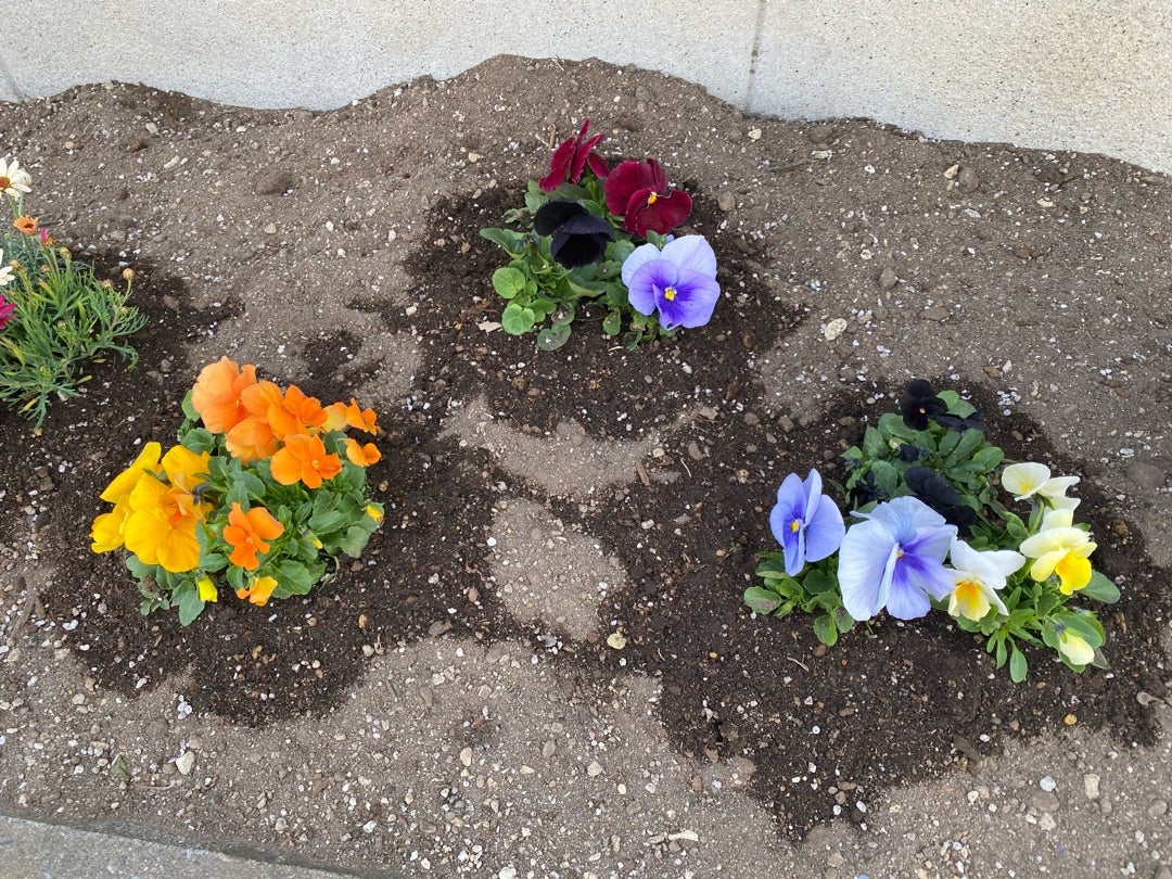 冬の花壇レイアウトにおすすめの組み合わせ4選！楽しむコツと花の選び方も解説