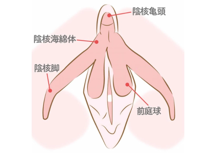 クリトリスの皮を剥くコツは？クリイキするための正しい剥き方をイラストでチェック