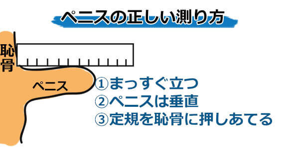 身長が高いほどペニスも大きい傾向 | 男性生殖器マニア