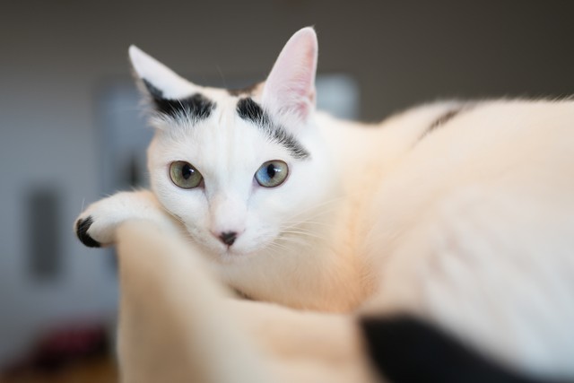 猫の目の色は何種類？ 代表的な色や珍しい色、成長で色が変わる理由について解説みんなの子猫ブリーダ