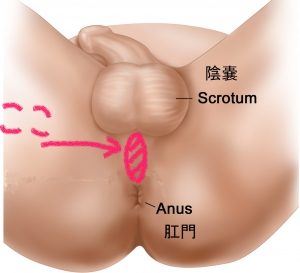 スタッフブログ：前立腺のメスイキを簡単に！ | アネロスジャパン