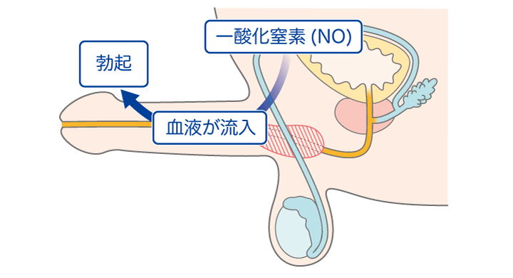 半勃ちになる原因・改善方法・女性の本音などを徹底解説 | ザヘルプM