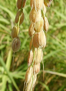 御前酒 ごぜんしゅ日本酒 評価・通販 SAKETIME